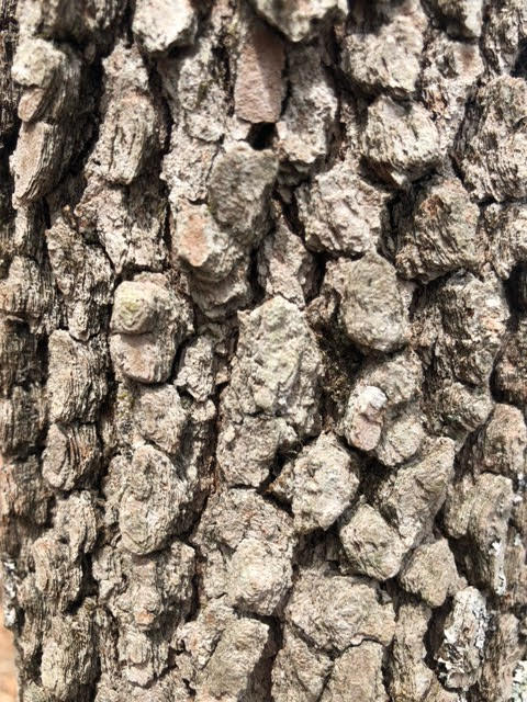 The bark of the persimmon tree. I asked him to take that photo.